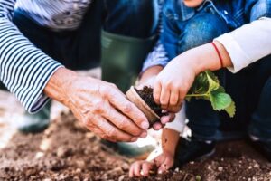 A photo showing the hands of a mature man helping a young child plant a seedling in the ground.