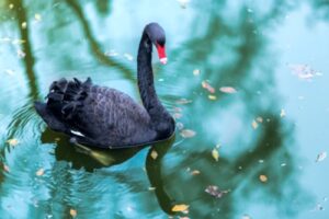 A photo showing a black swan swimming on a lake of blue-green water.