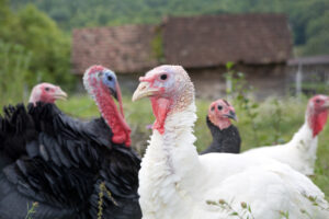 A photo showing several turkeys spending time outside at a turkey farm.