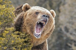 A photo of a roaring grizzly bear.