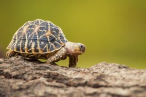 A photo showing an Indian star tortoise walking along a dirt path.