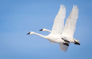 A photo of two white swans in flight over a blue sky.