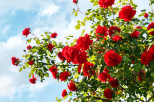 A photo of a large bush of red garden roses against a blue sky.