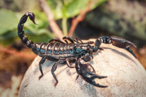 A photo of a black emperor scorpion sitting on a rock.