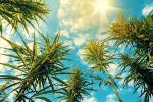 Cannabis plants in the sunlight