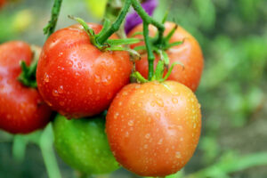 A photo showing tomato plants growing in a lush garden.