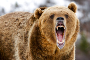 A photo of a roaring grizzly bear