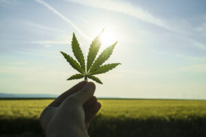 A hand holding a cannabis leaf with the sun and sky in the background