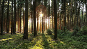 Sunlight peeks through trees in a forest