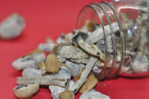 A close-up of medical psychedelic mushrooms spilling out of a clear glass jar.