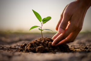 A photo showing two hands planting a small seedling in the ground.