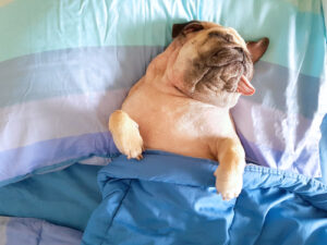 A photo showing a dog tucked into bed and sleeping soundly.