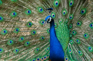 A photo showing a peacock with its feathers spread out behind it.