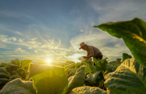 A photo of a farmer harvesting crops from the field.