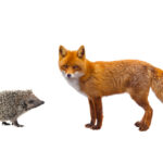 A hedgehog and fox standing next to each other.